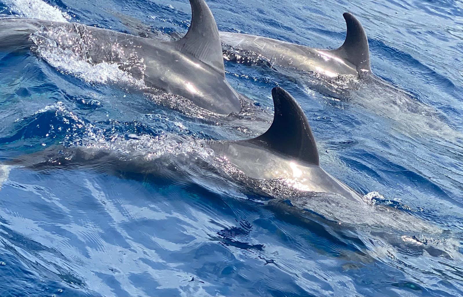 Photo 8 of Dolphin Discoveries- Snorkel Tour Check-in and Boutique in Kailua-Kona, Big Island