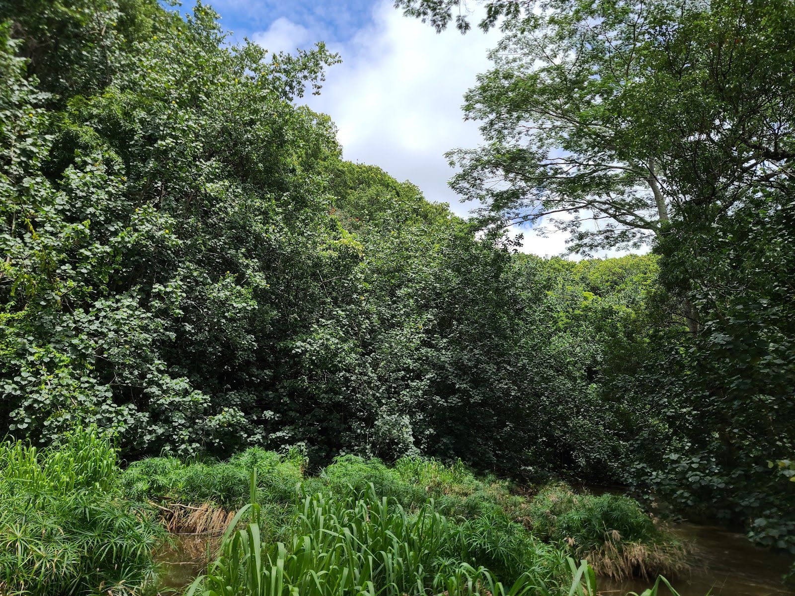 Ho'opi'i Falls in Kapaʻa, Kaua‘i photo 5