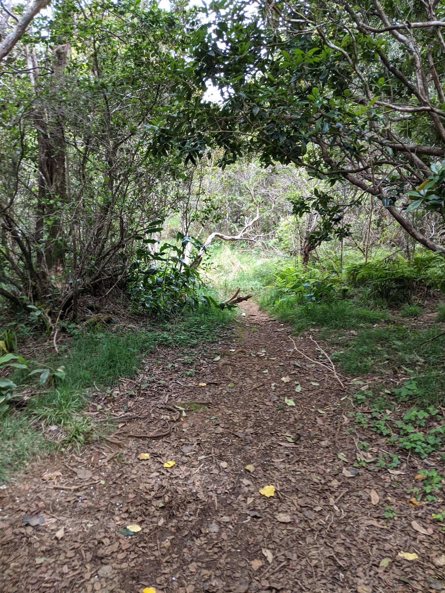 Photo 5 of Kaluapuhi Trail in Waimea Canyon & Kōkeʻe, Kauai