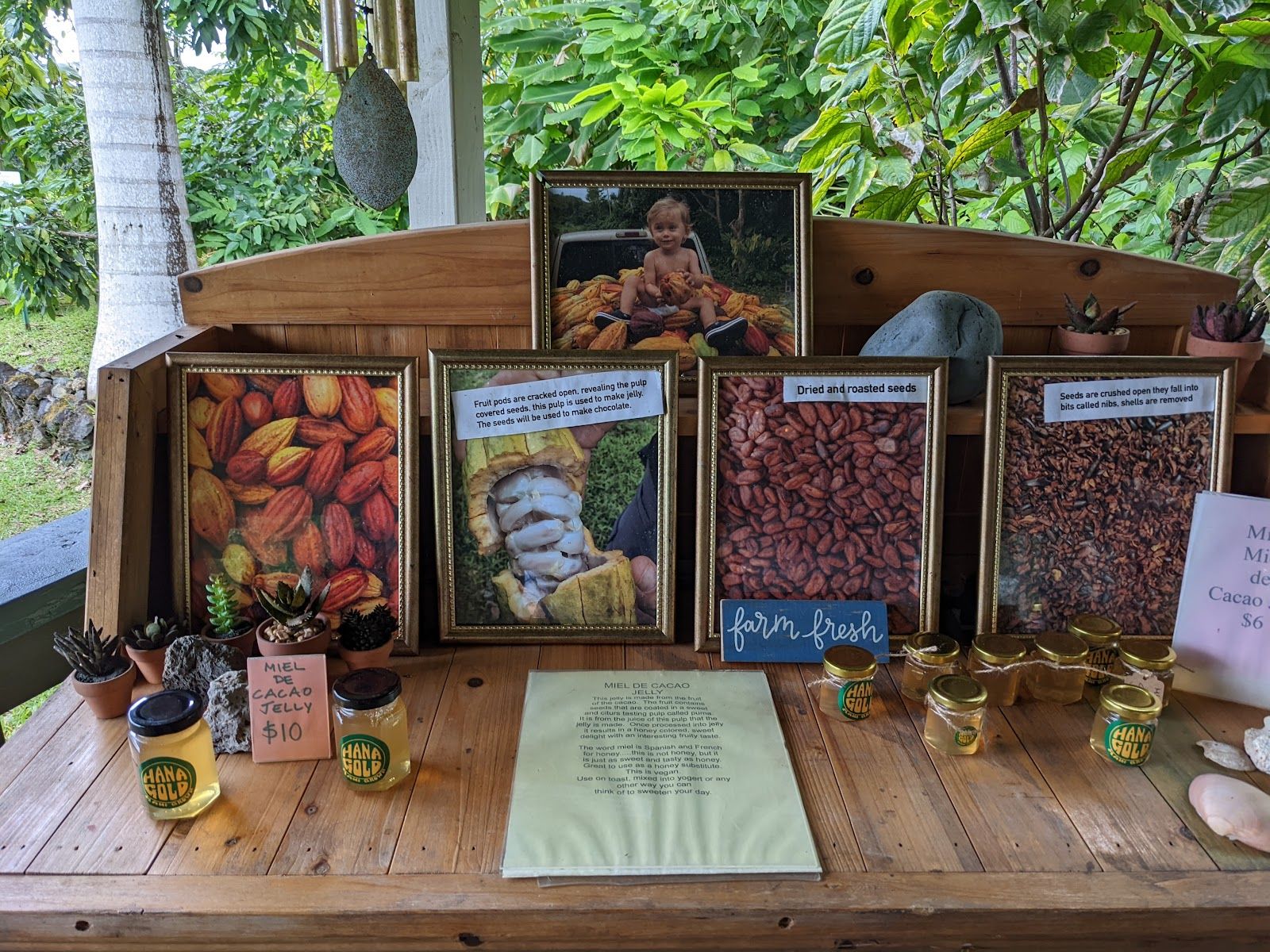 Photo 7 of Hana Gold Cacao Plantation in Hāna, Maui