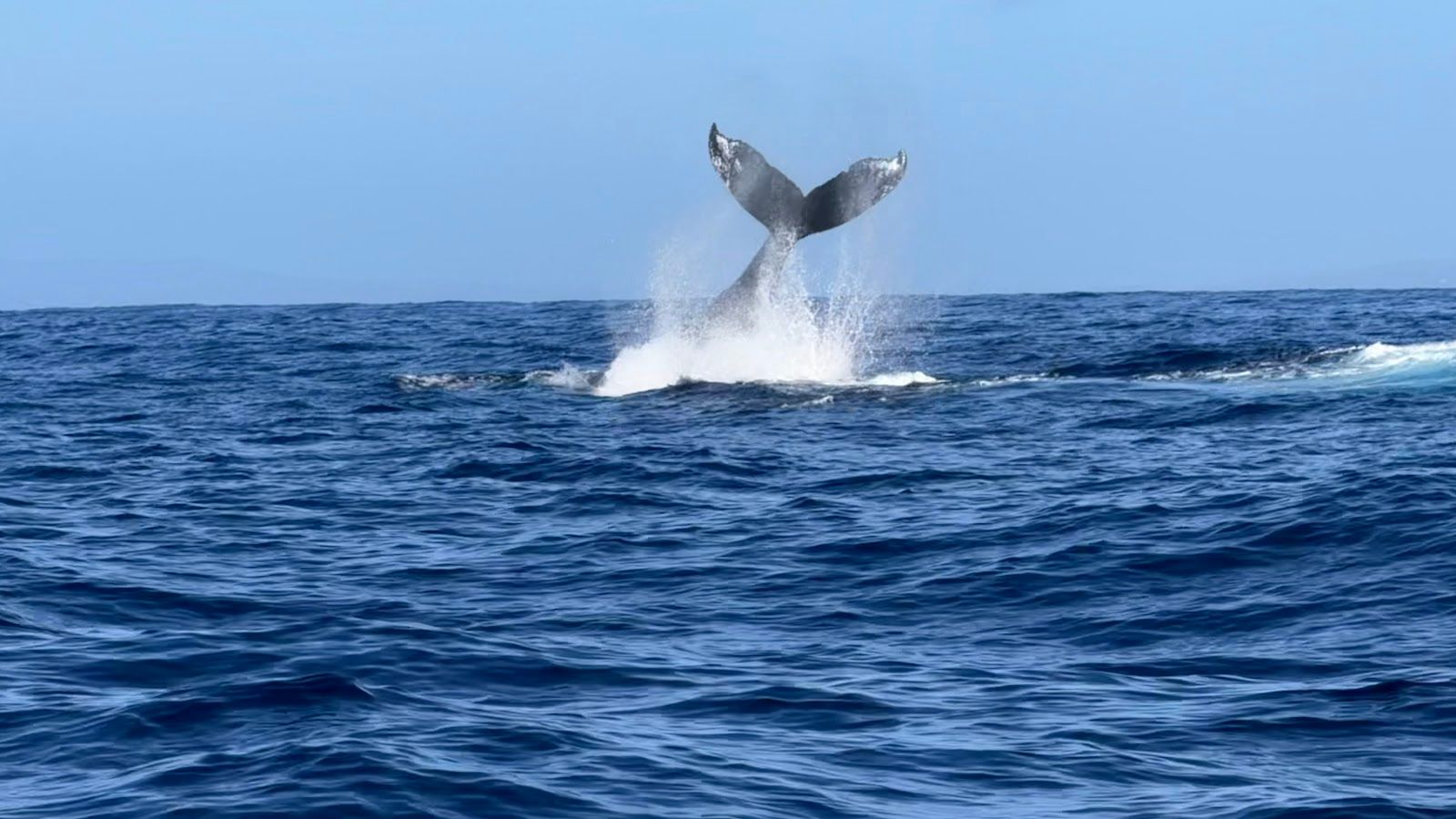 Photo 1 of Makai Adventures - WHALES GUARANTEED! Maui Whale Watching, Dolphins, Snorkeling, Private Charters in Lāhainā, Maui