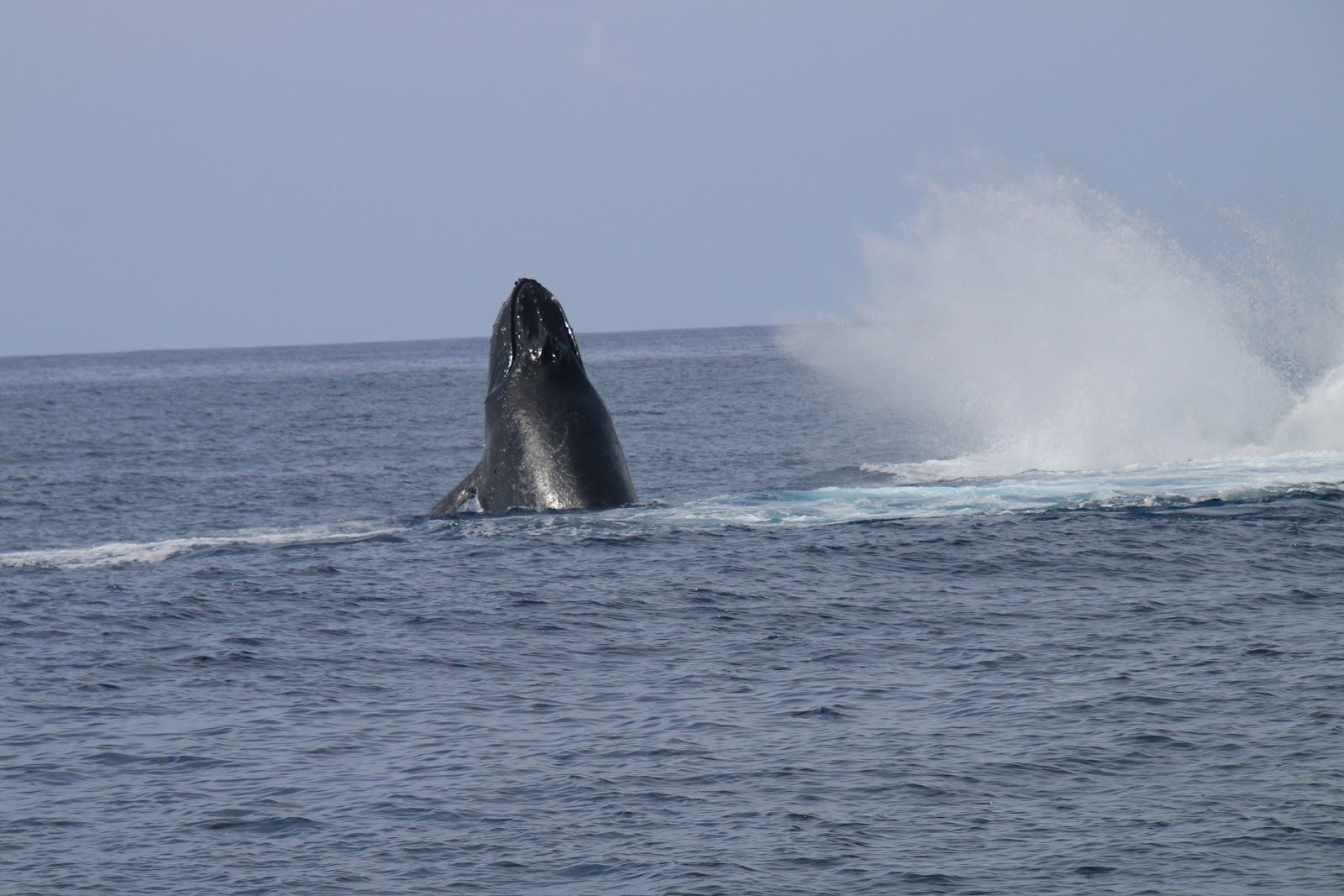 Where to Watch Koholā on Hawaiʻi Island