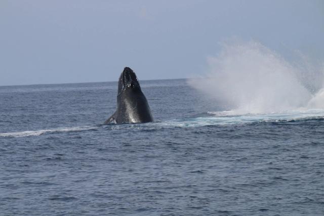 A whale watching boat off the Hawaiʻi Island coast.