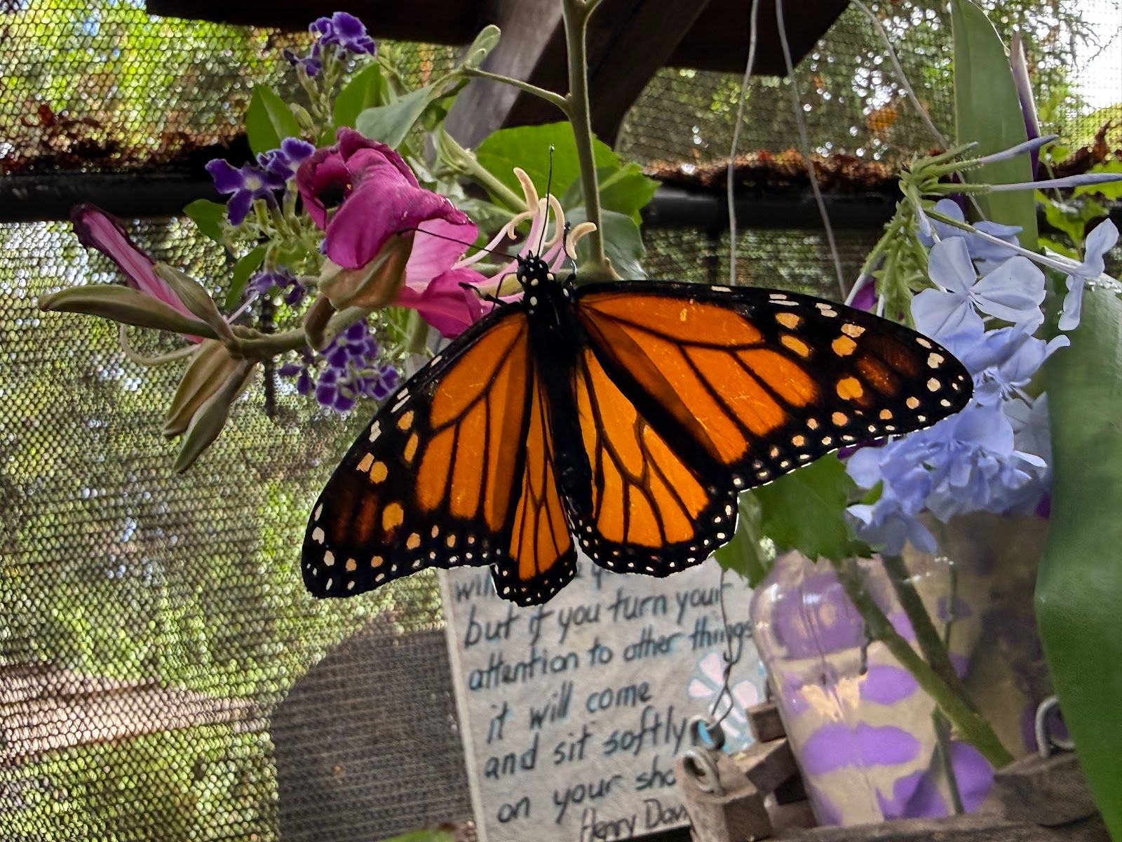 Photo 3 of The Maui Butterfly Farm in Olowalu, Maui