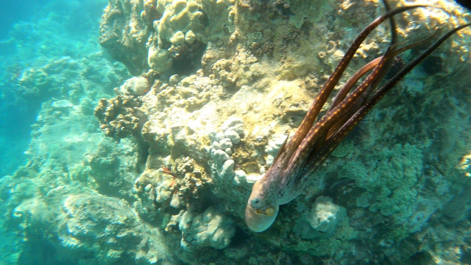 Photo 8 of Hawai'i Surf and Kayak in Waikoloa, Big Island