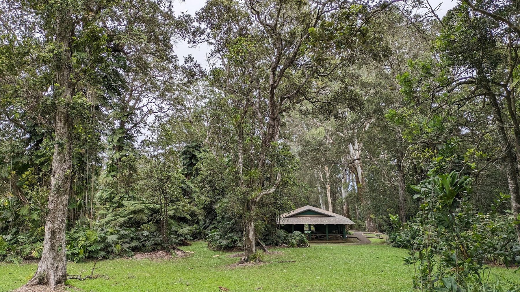 Photo 1 of Kalopa Native Forest Trail in Honokaʻa, Big Island