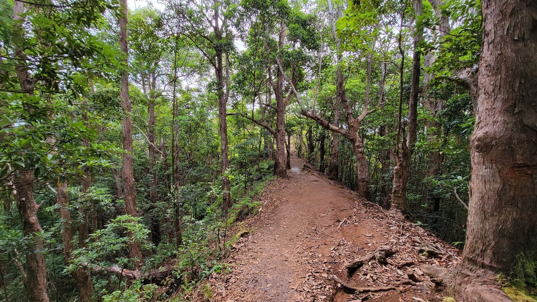 Photo 4 of Waimano Falls in Pearl City, Oahu