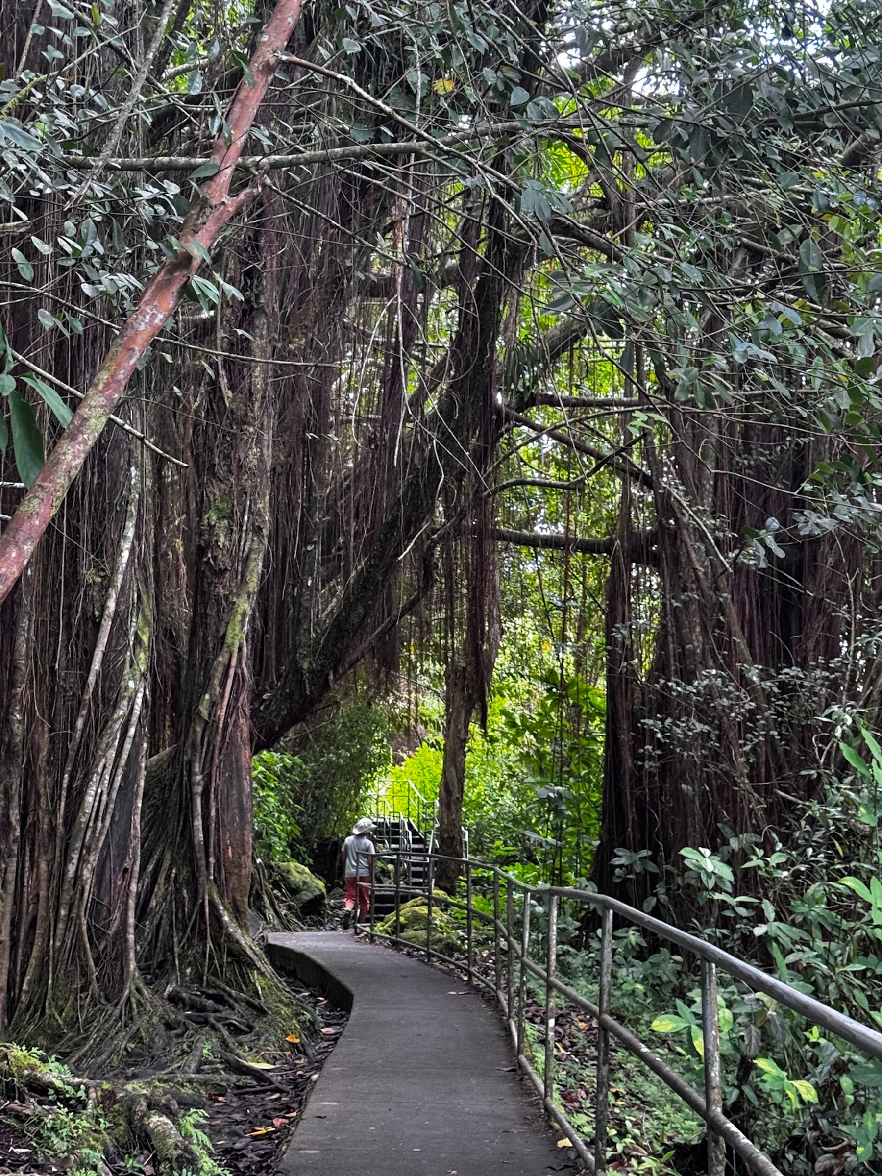 Photo 3 of ‘Akaka Falls in Greater Hilo, Big Island