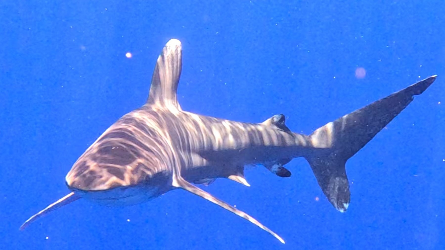 Photo 7 of Manta Ray Dives of Hawai‘i in Kailua-Kona, Big Island