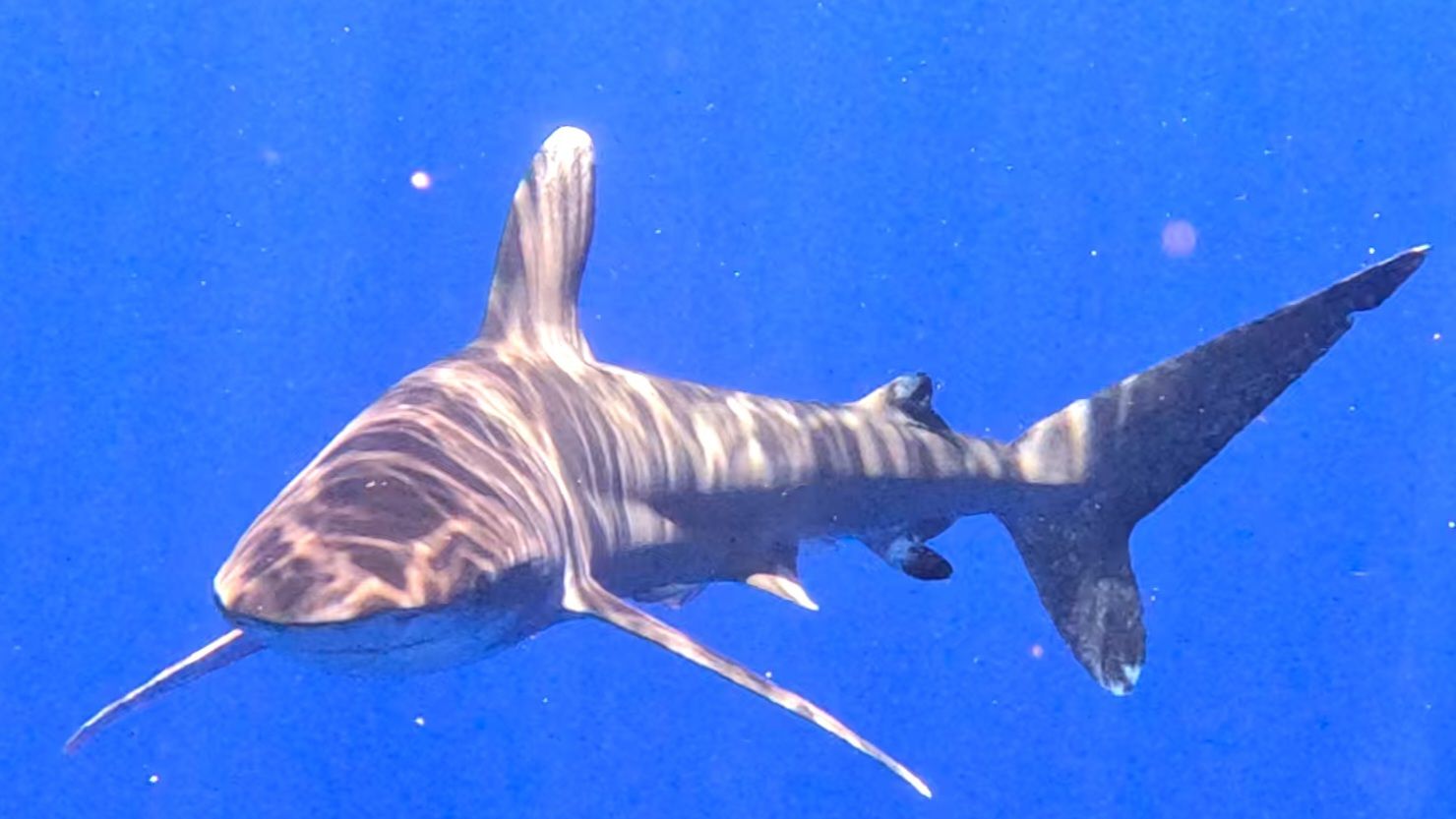 Photo 7 of Manta Ray Dives of Hawai‘i in Kailua-Kona, Big Island