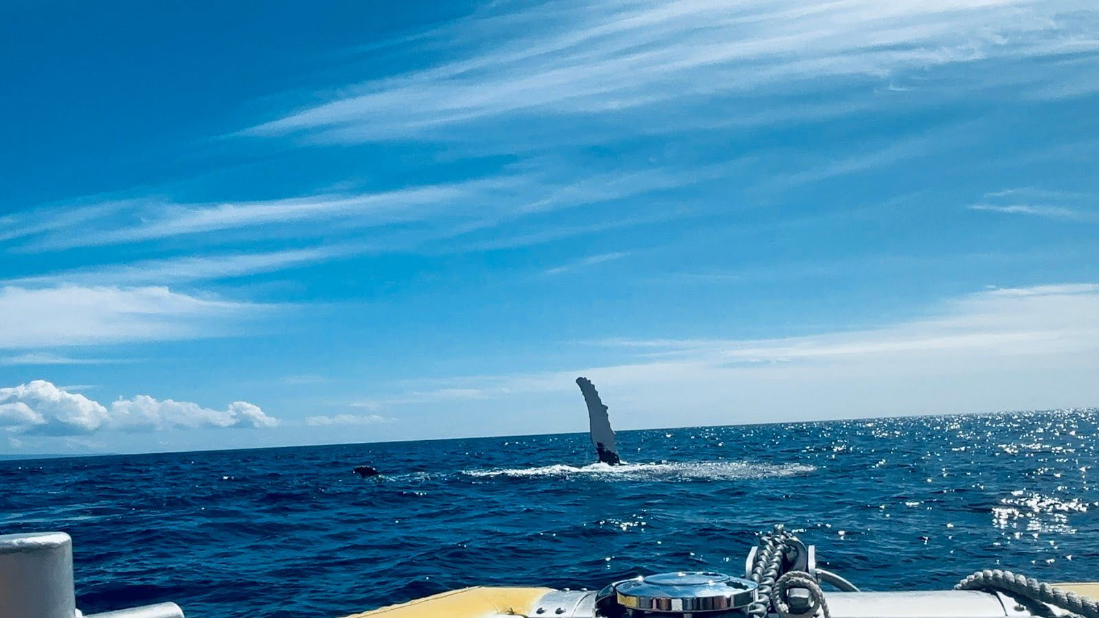 Photo 7 of Makai Adventures - WHALES GUARANTEED! Maui Whale Watching, Dolphins, Snorkeling, Private Charters in Lāhainā, Maui