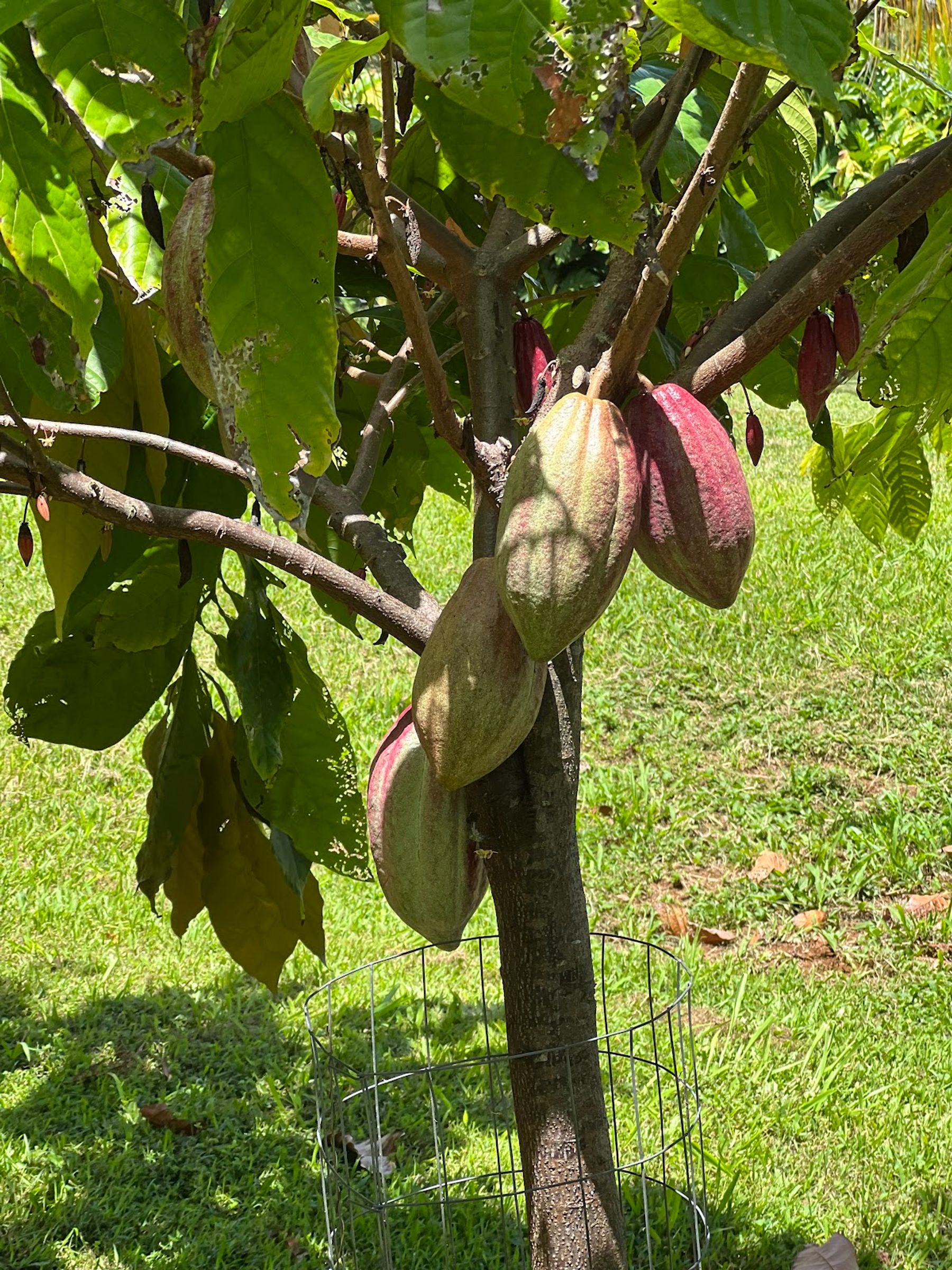 Photo 1 of Mahiʻai Made in Hilo, Big Island