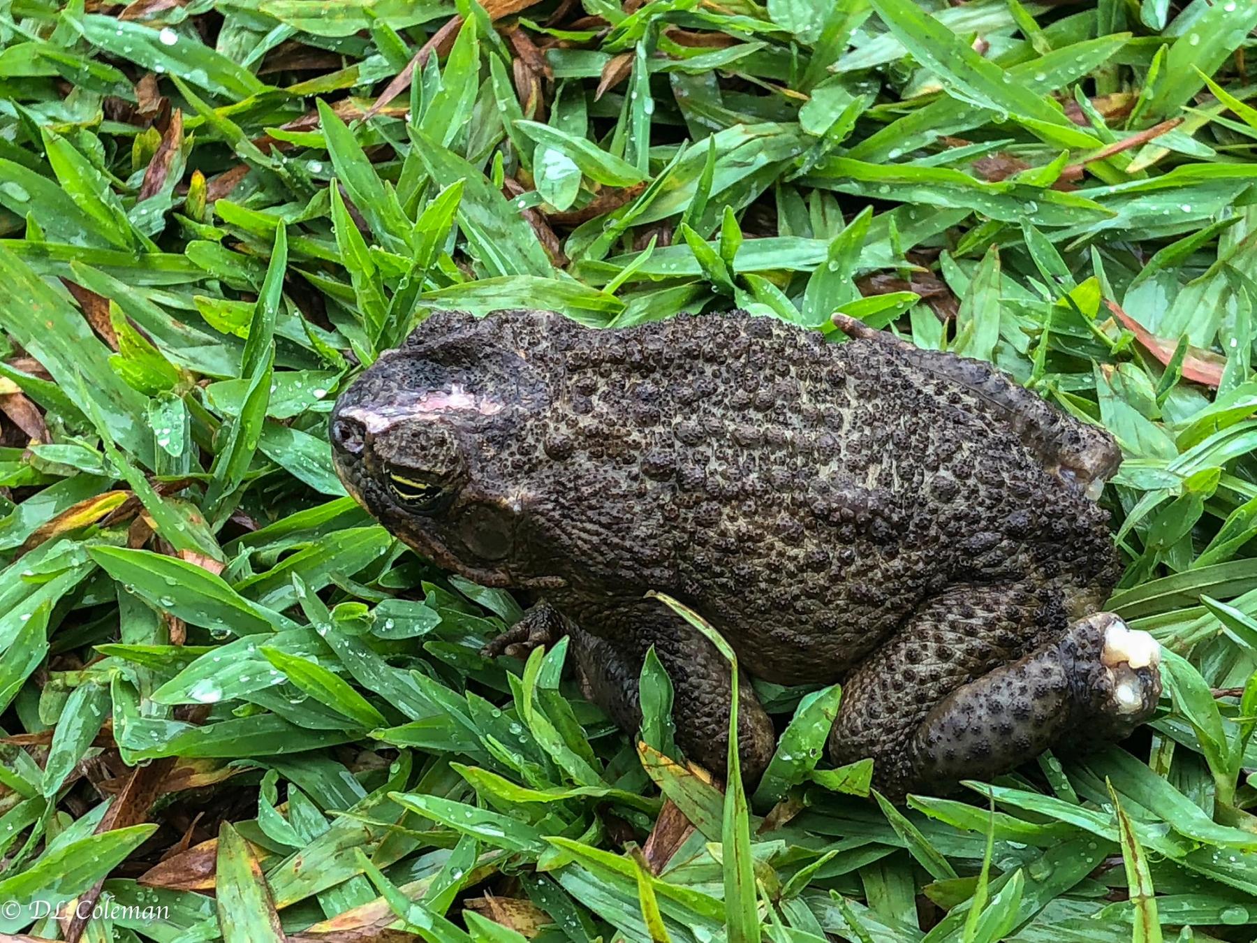Cane toad resting in wet green grass, photographed close-up from the side