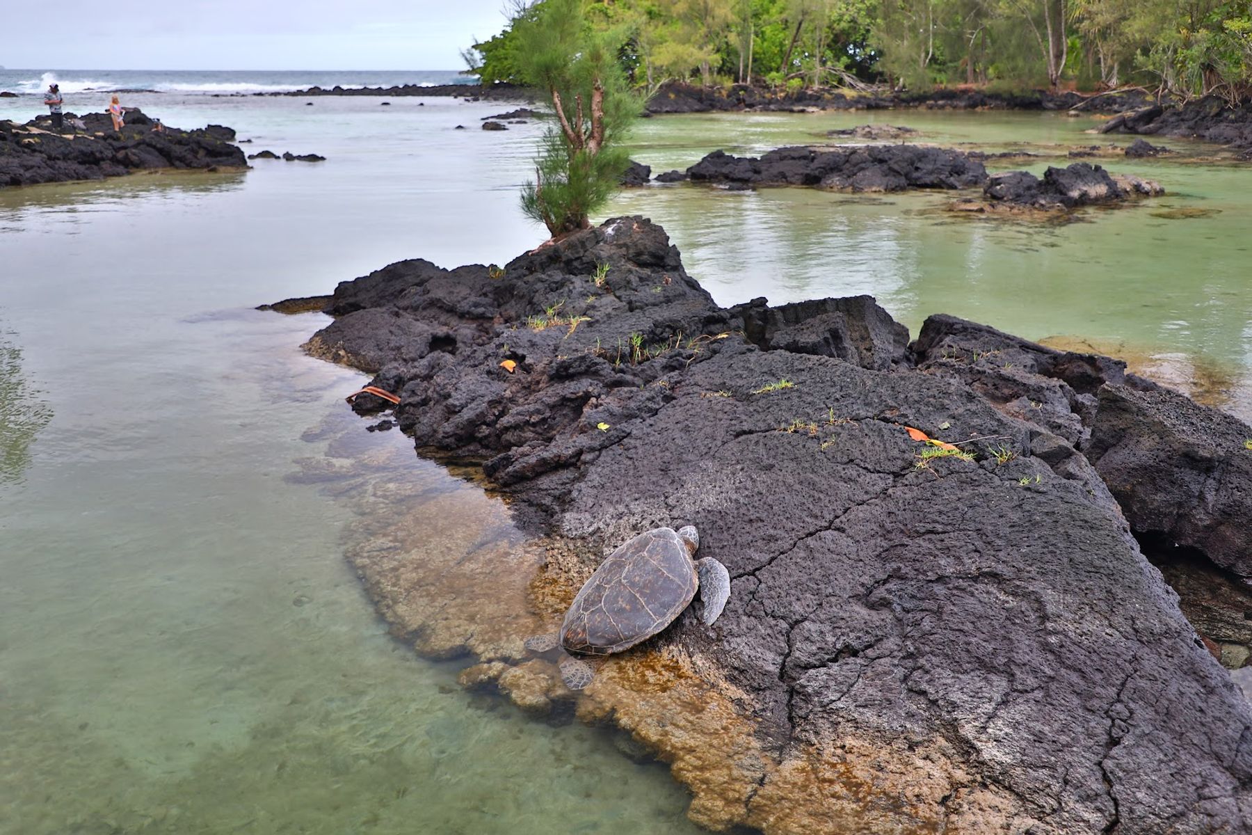 Photo 8 of Carlsmith Beach Park in Hilo, Big Island