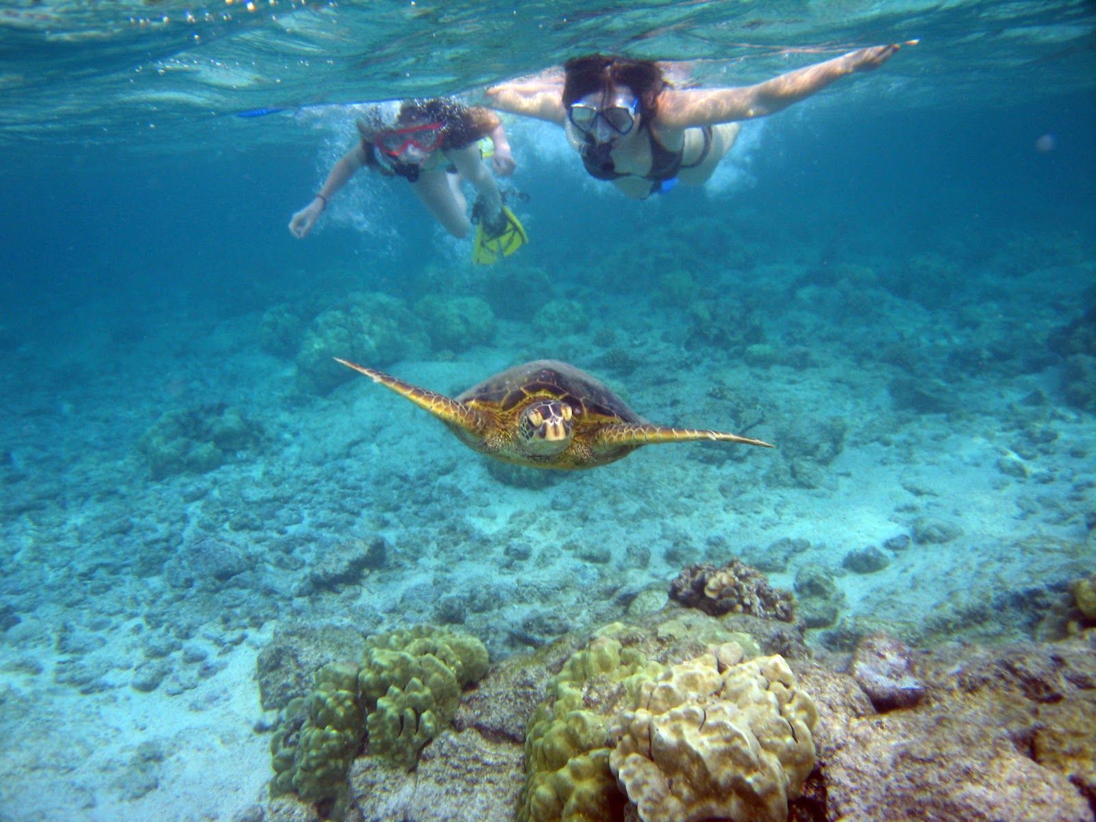 Photo 3 of Kaanapali Ocean Adventures in Kāʻanapali, Maui