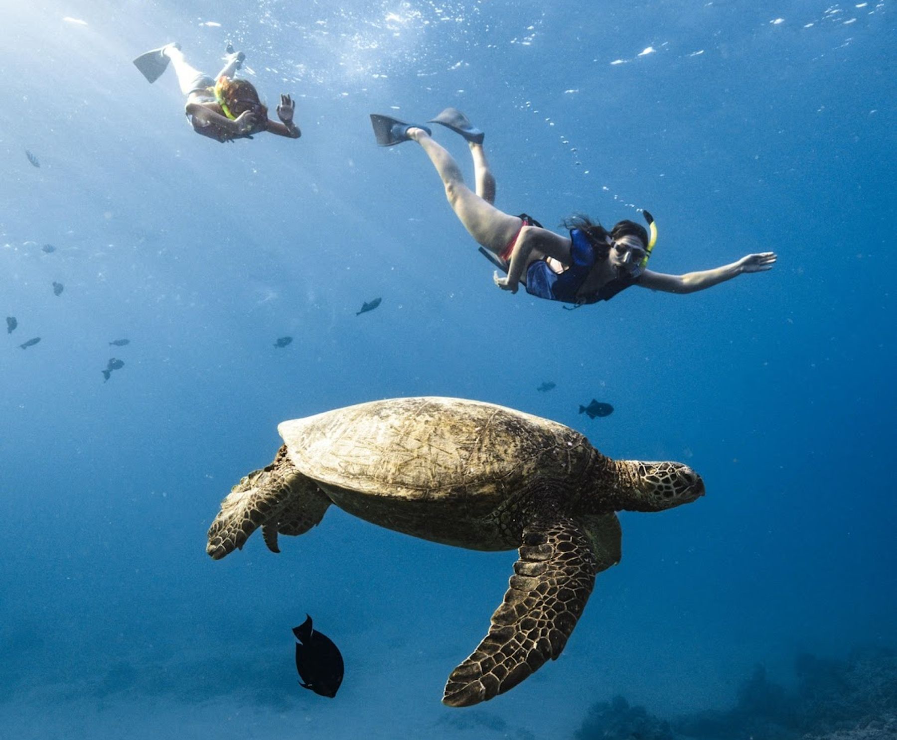 Photo 1 of Island Splash Tours in Waikīkī, Oahu