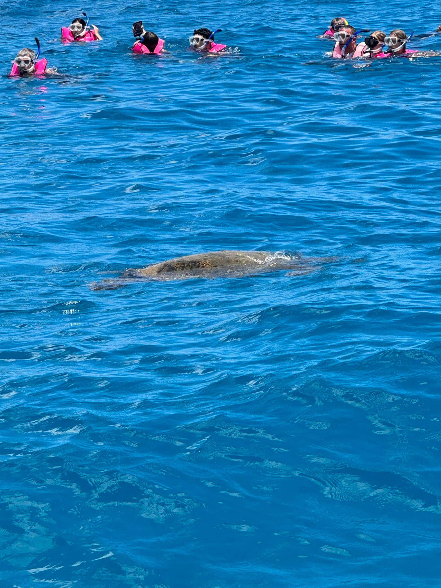 Photo 3 of Charter Oahu in Ala Moana & Mōʻiliʻili, Oahu