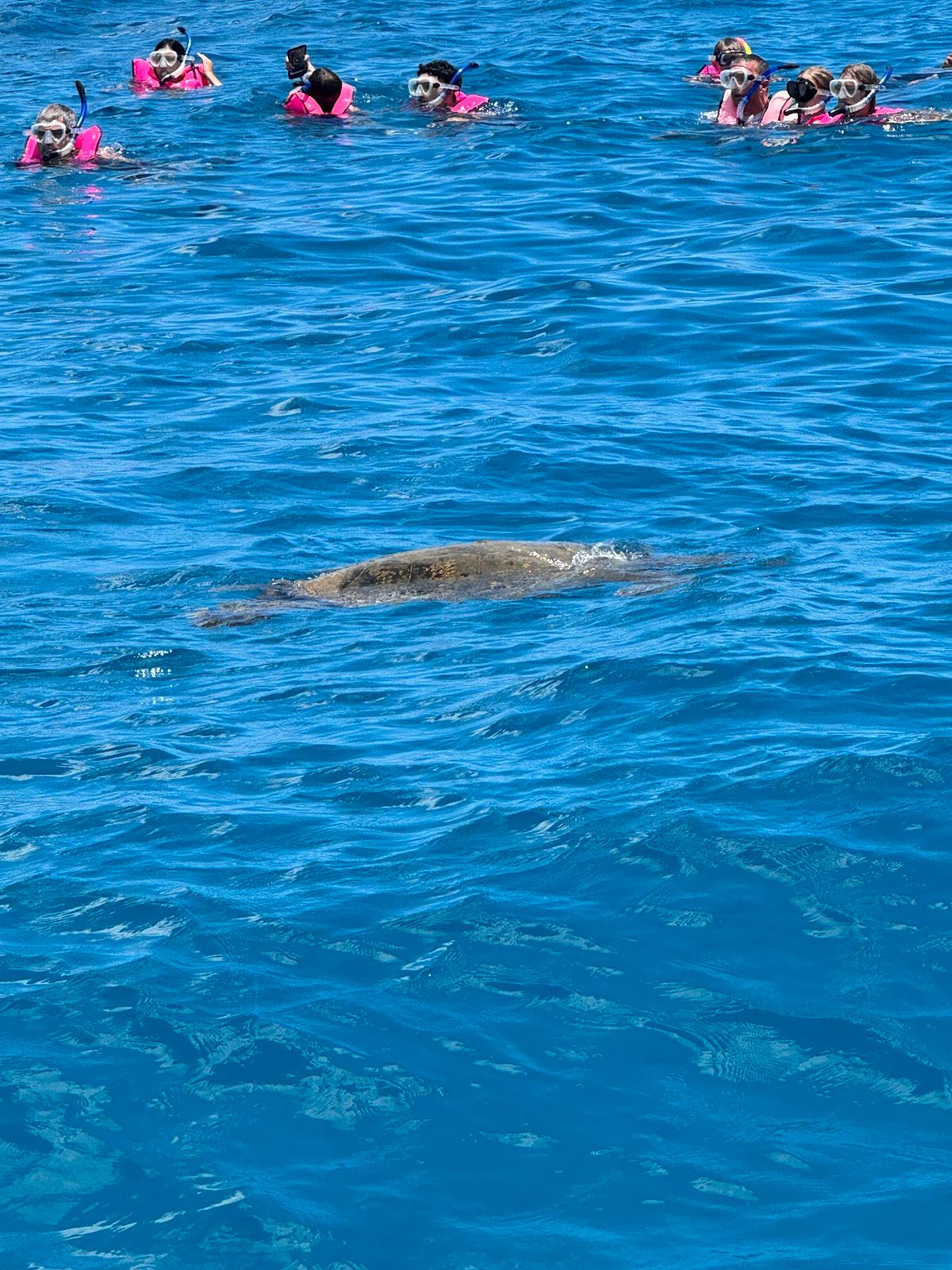 Photo 3 of Charter Oahu in Ala Moana & Mōʻiliʻili, Oahu