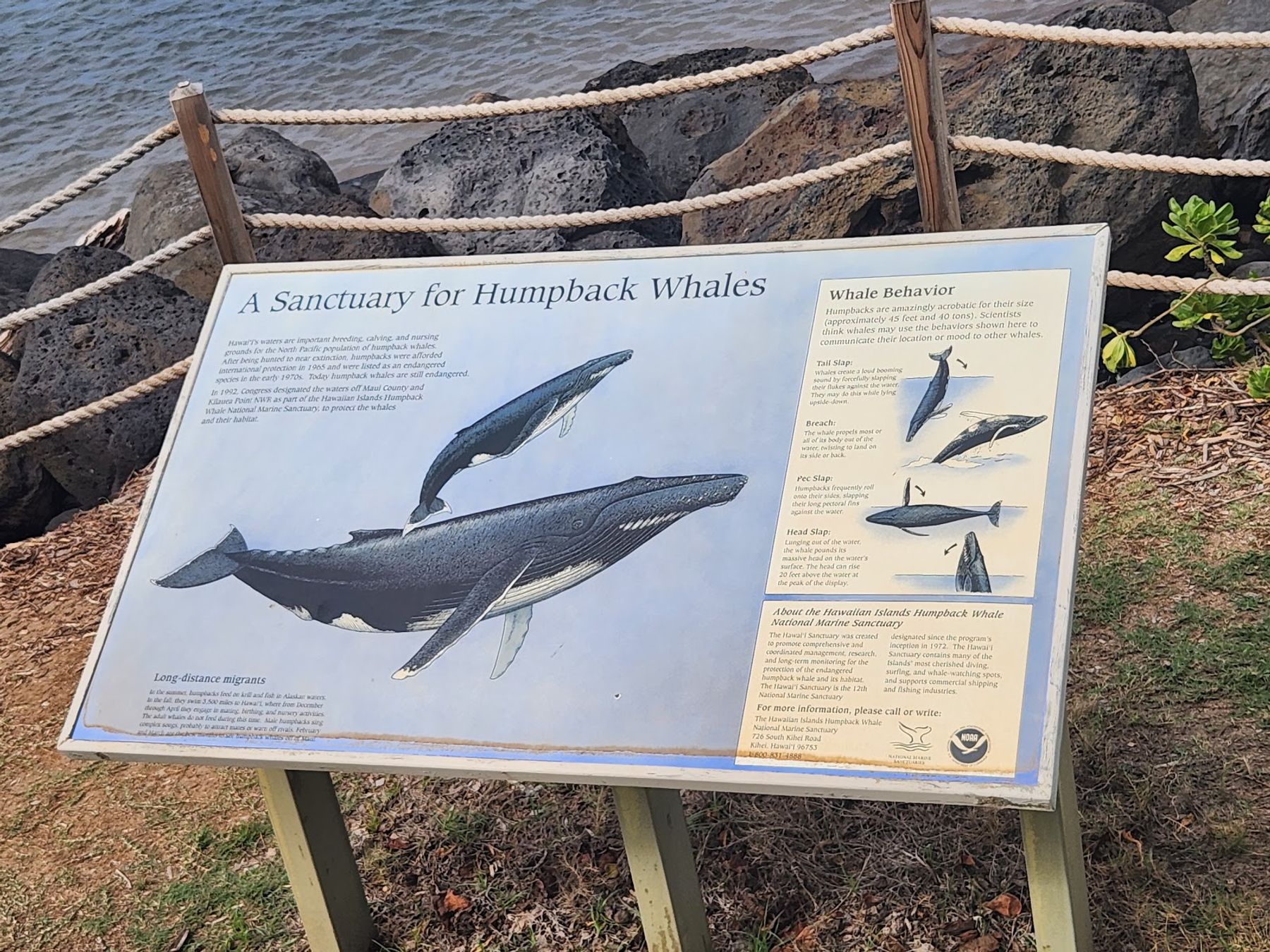 Photo 7 of Hawaiian Islands Humpback Whale National Marine Sanctuary Visitor Center in Kīhei, Maui