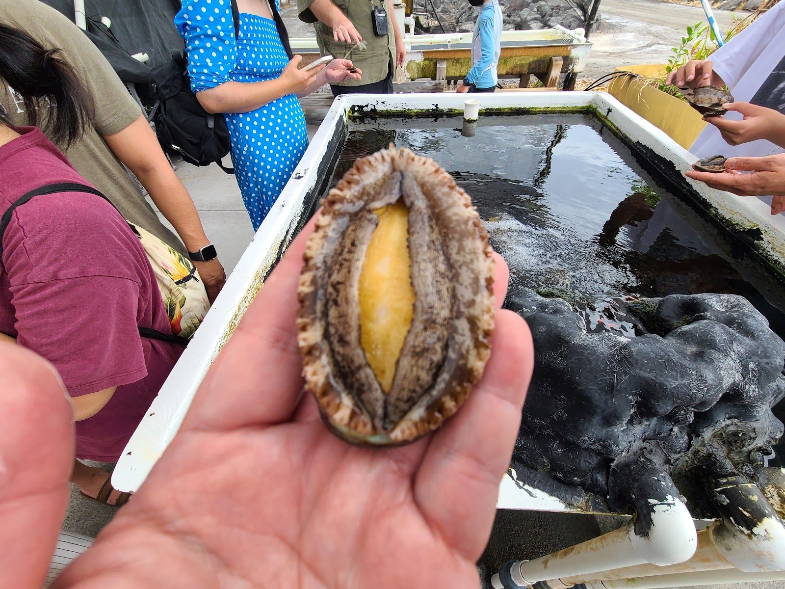 Photo 3 of Big Island Abalone (Kona Aquaculture Inc) in Kailua-Kona, Big Island