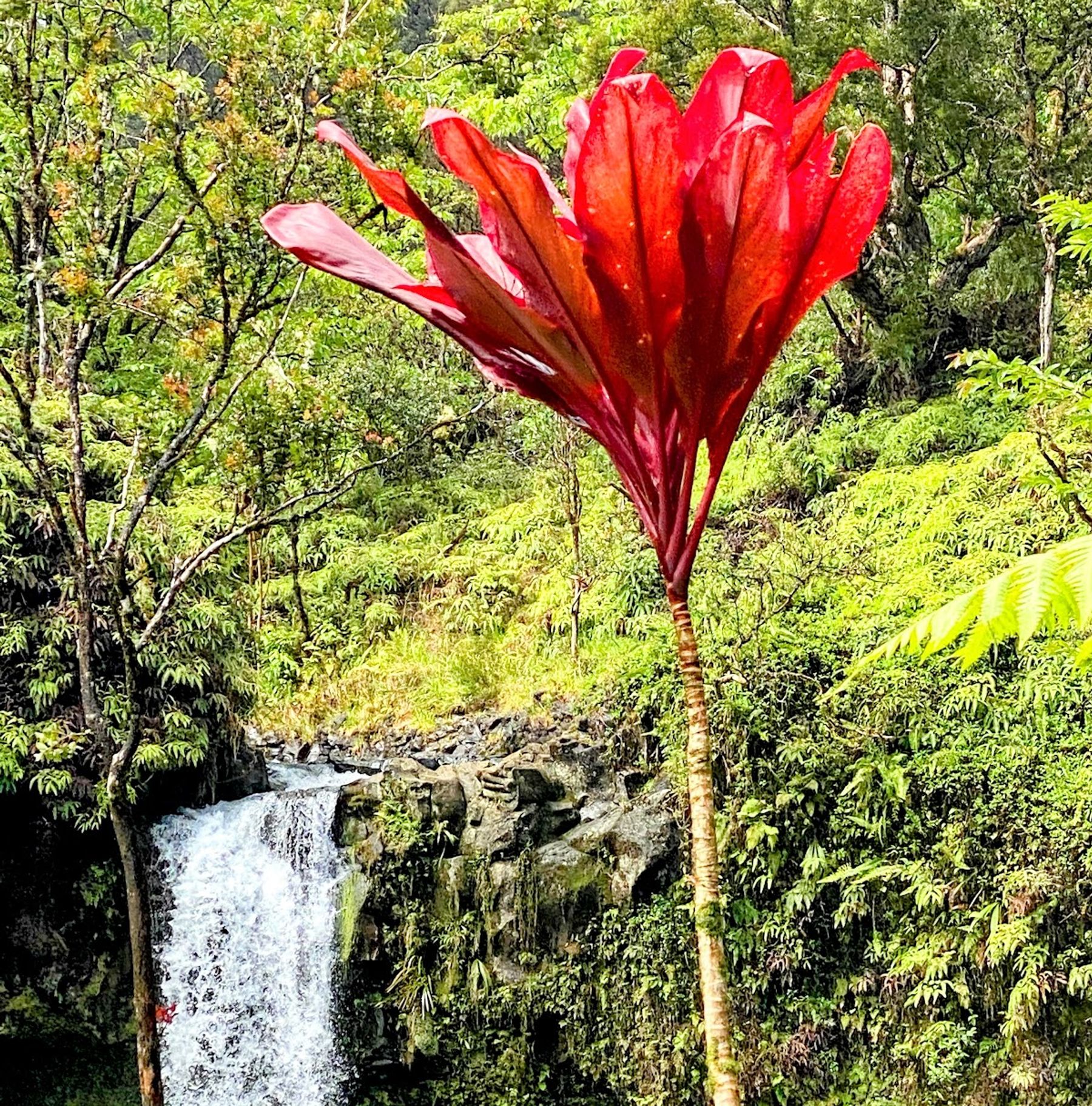 Photo 3 of Pua'a Ka'a Falls in Keʻanae-Nāhiku, Maui