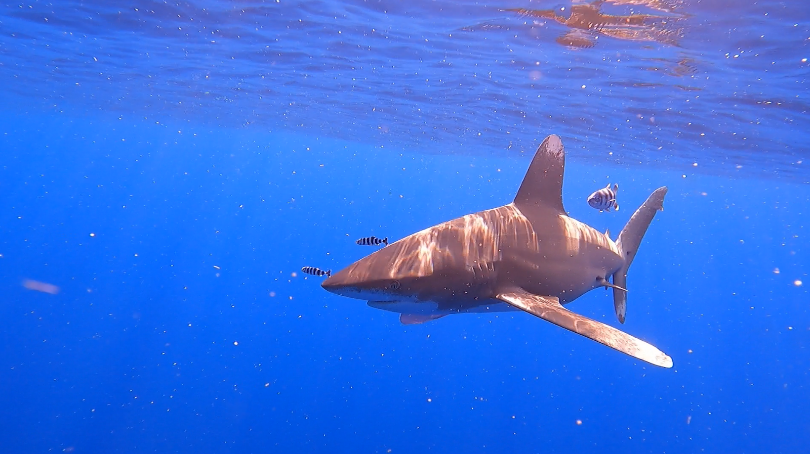 Photo 4 of Kaimana Ocean Safari in Kailua-Kona, Big Island