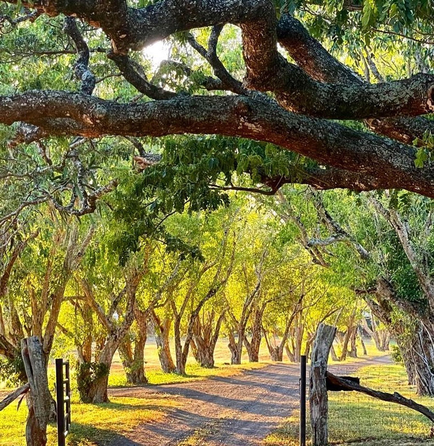 Photo 5 of Puakea Ranch in North Kohala, Big-island