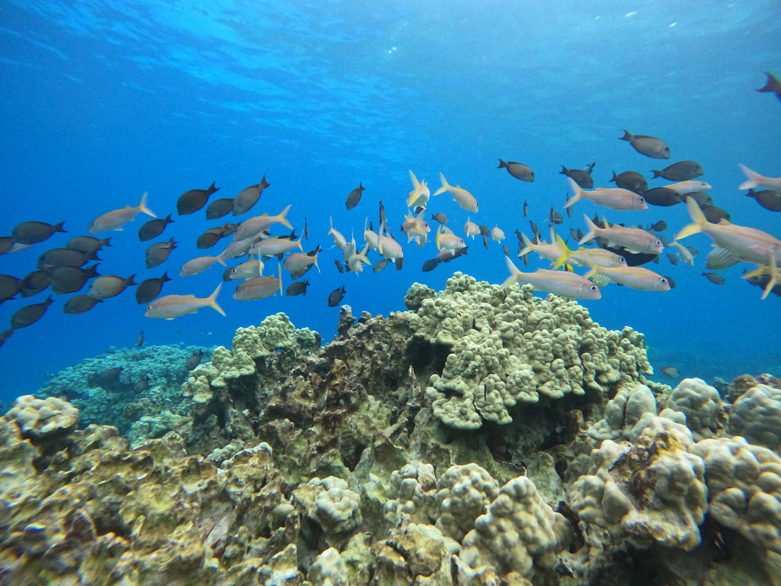 Photo 2 of Honaunau Bay in South Kona, Big Island