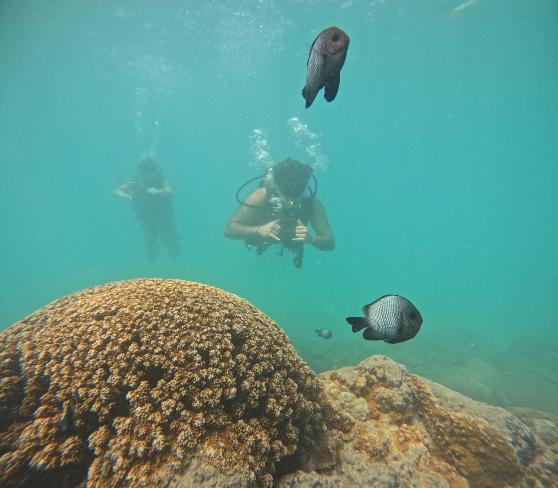 Photo 2 of Try Snorkel and Scuba Diving Honolulu in Ala Moana & Mōʻiliʻili, Oahu