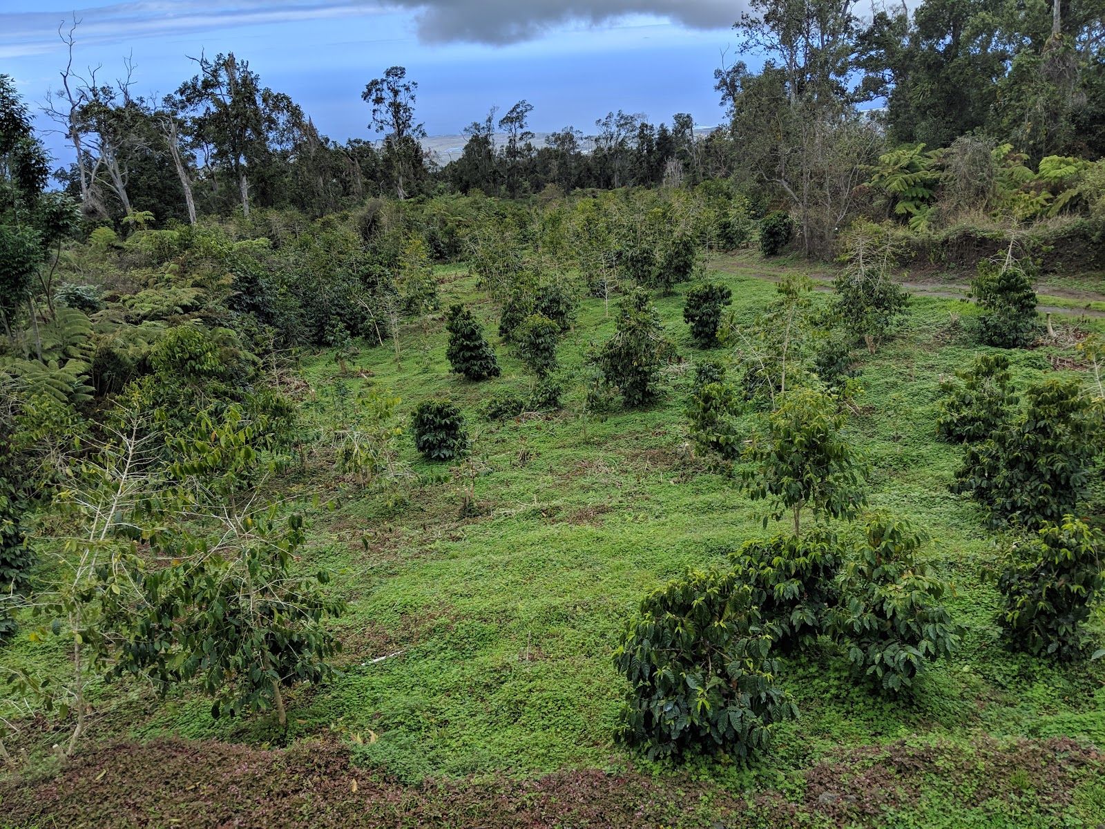 Photo 6 of Mountain Thunder Coffee Plantation in Hōlualoa, Big Island