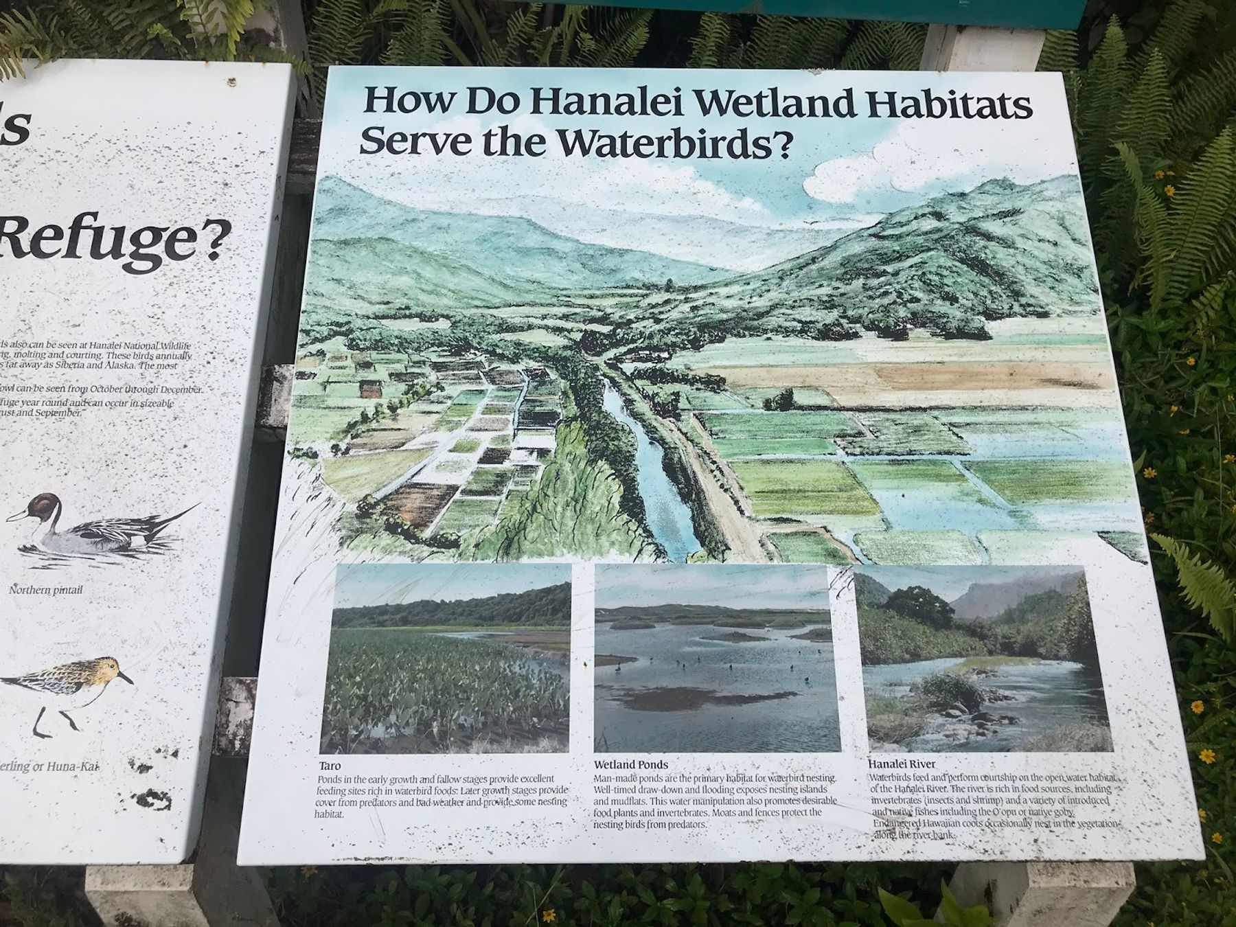 Hanalei National Wildlife Refuge in Hanalei, Kaua‘i photo 3