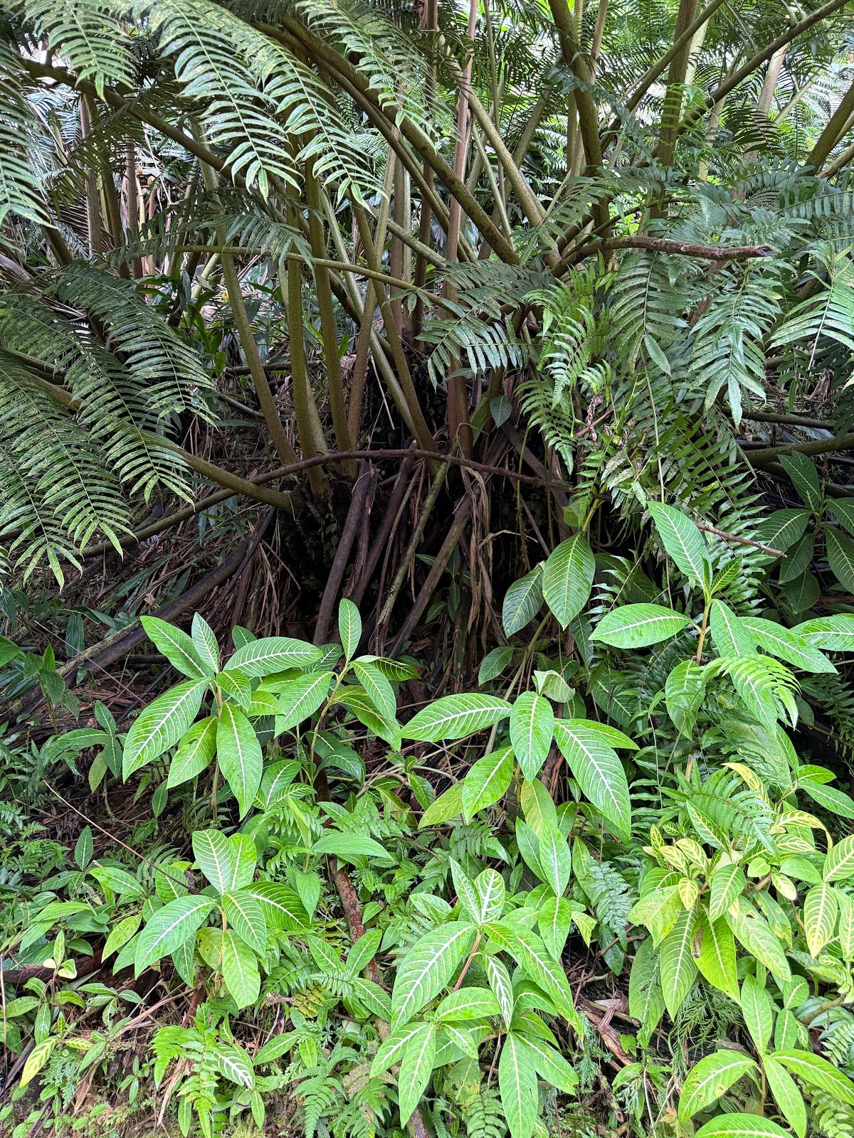 Photo 4 of Wasabi Tours Hawaii in Kailua-Kona, Big Island