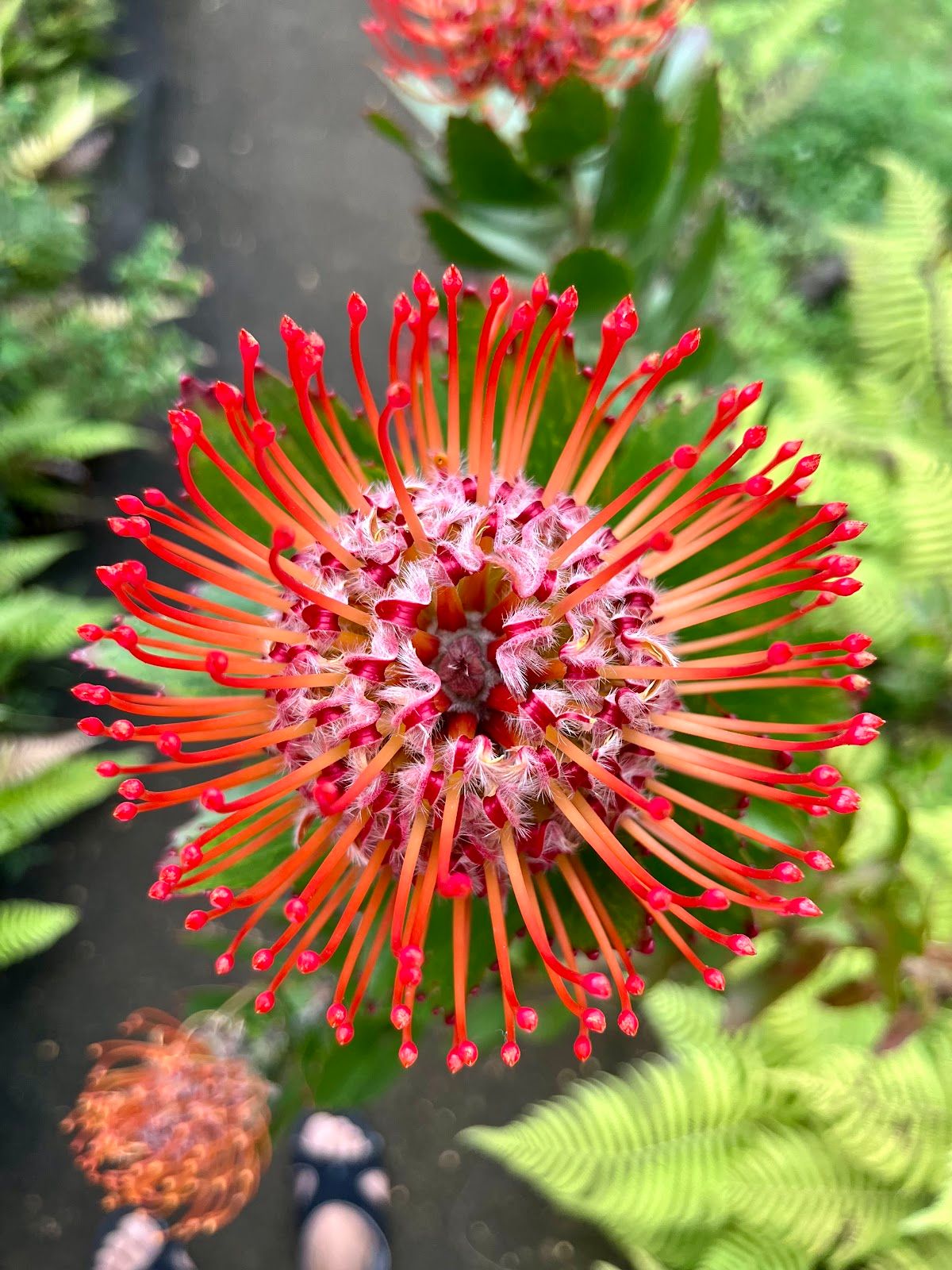 Photo 4 of Kula Botanical Garden in Kula, Maui
