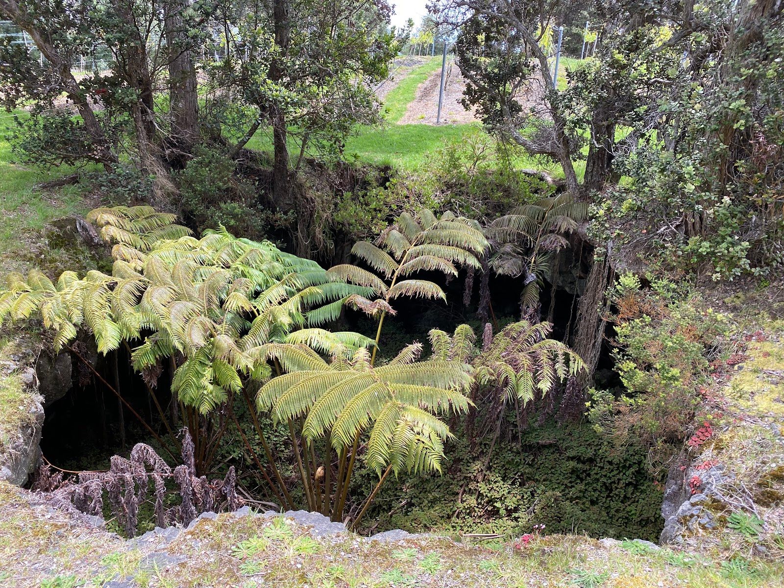 Photo 9 of Volcano Winery in Volcano, Big Island