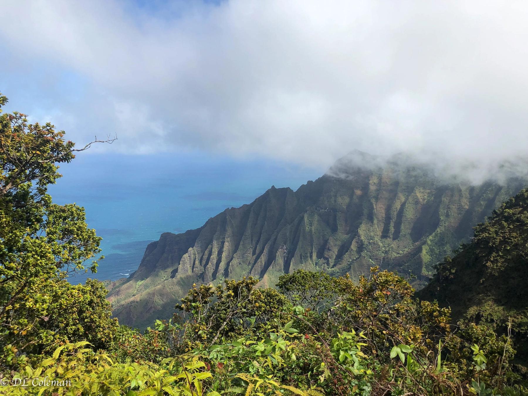 Misty green Nā Pali Coast cliffs above a blue ocean, framed by foreground shrubs at Kalalau Lookout on Kauaʻi.