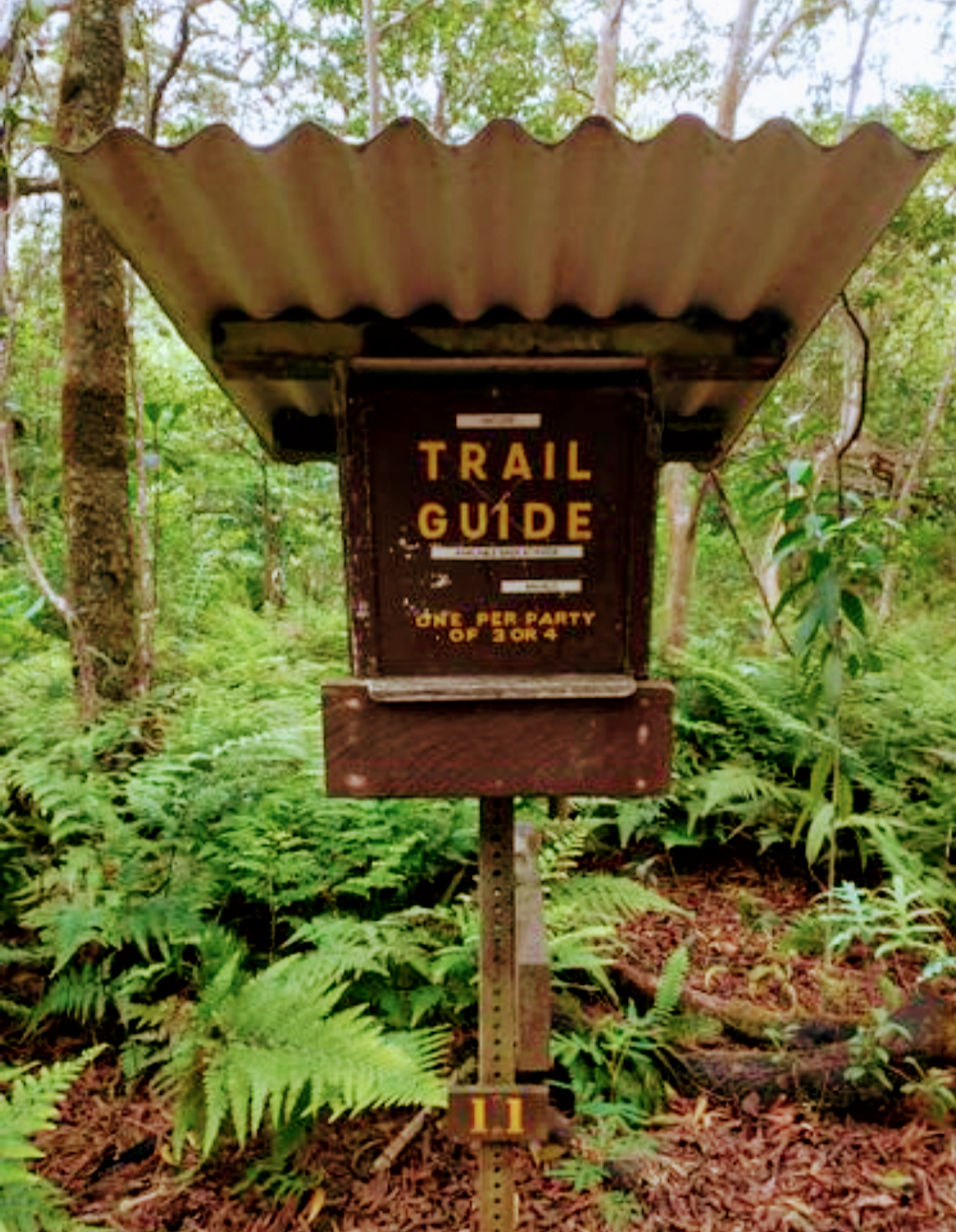 Photo 7 of Kalopa Native Forest Trail in Honokaʻa, Big Island