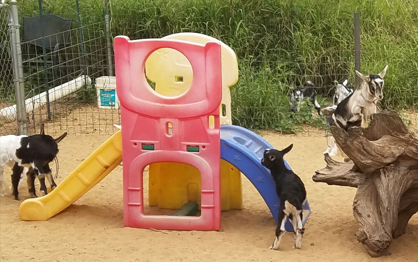 Photo 8 of Surfing Goat Dairy in Kula, Maui