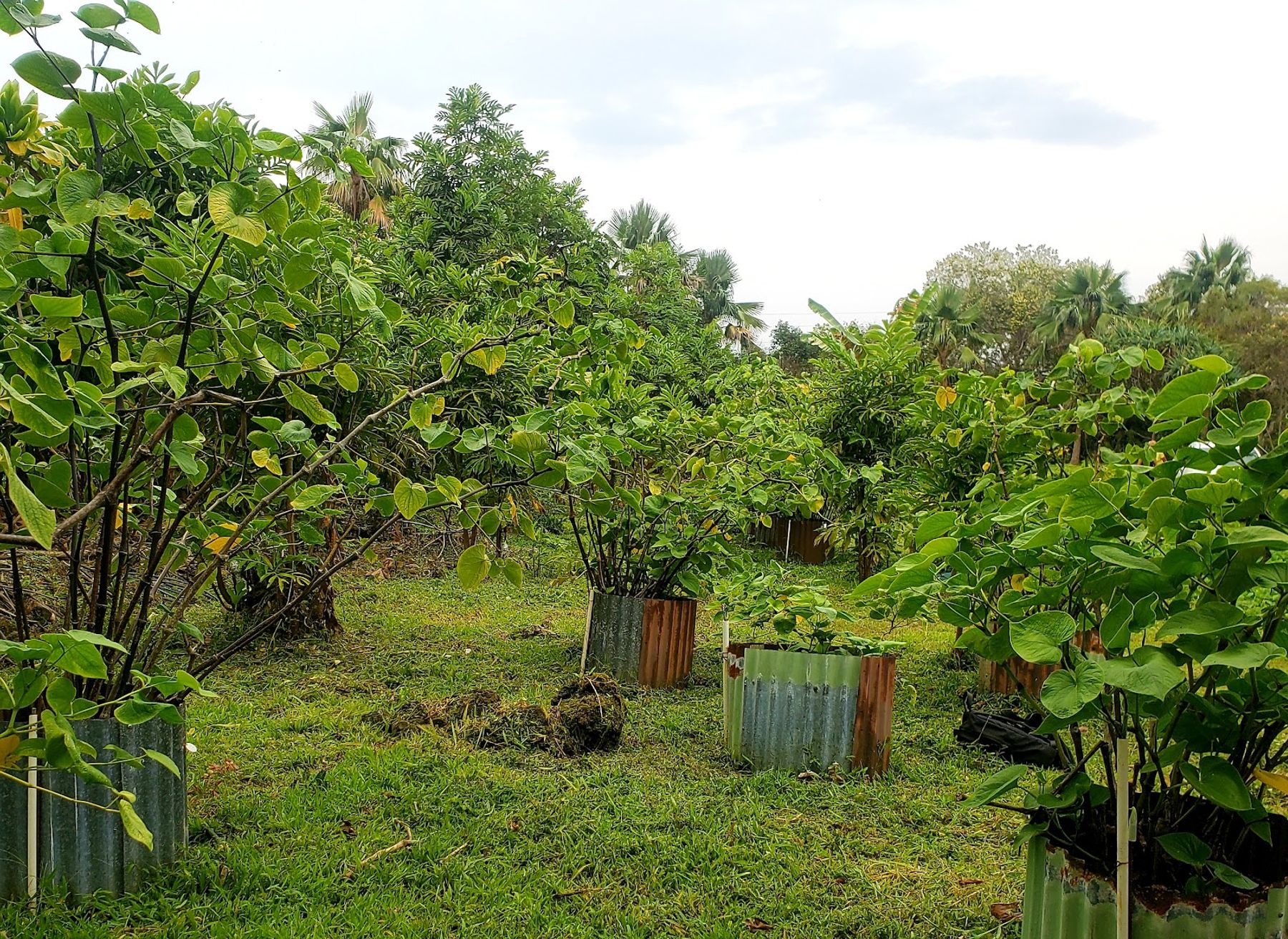 Photo 1 of Amy Greenwell Ethnobotanical Garden in South Kona, Big Island