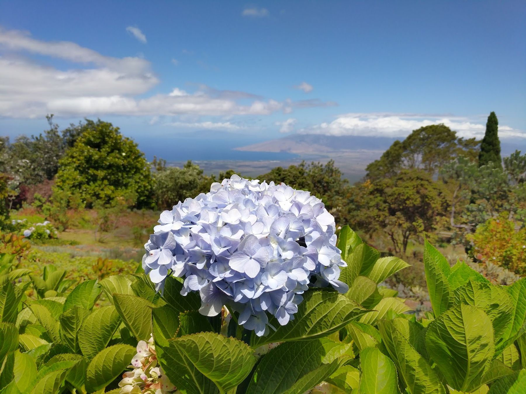Photo 4 of Ali'i Kula Lavender in Kula, Maui