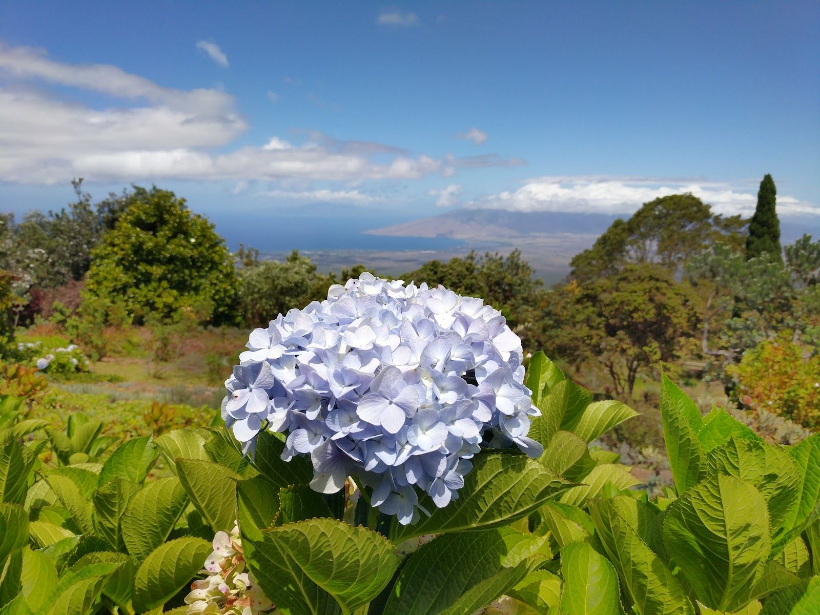 Photo 4 of Ali'i Kula Lavender in Kula, Maui