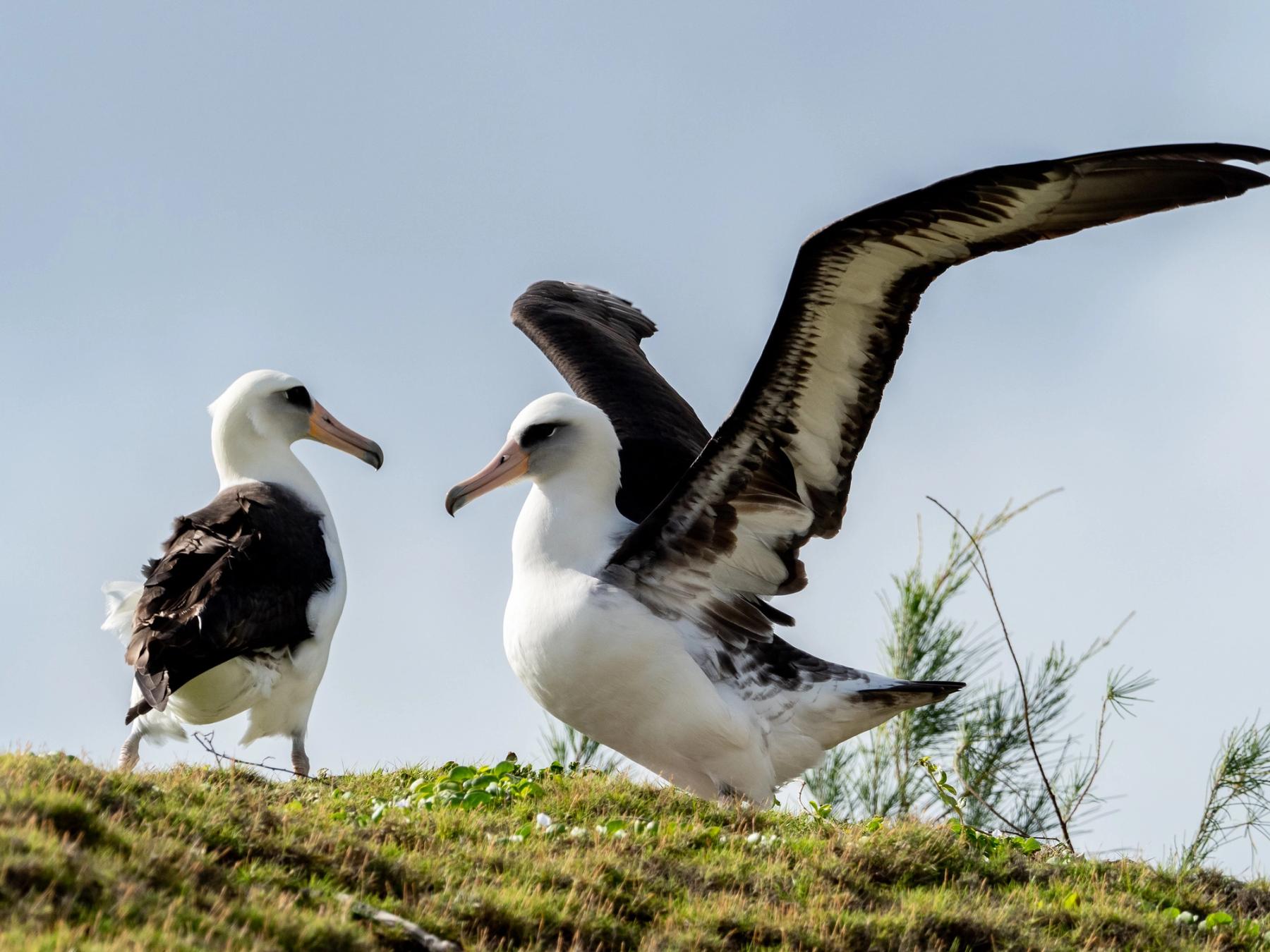 Two Laysan albatross on a grassy mound, one with wings raised in a courtship display against a pale blue sky