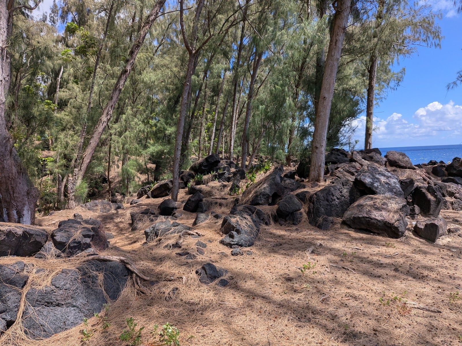 Photo 8 of MacKenzie State Recreation Area in Kalapana, Big Island