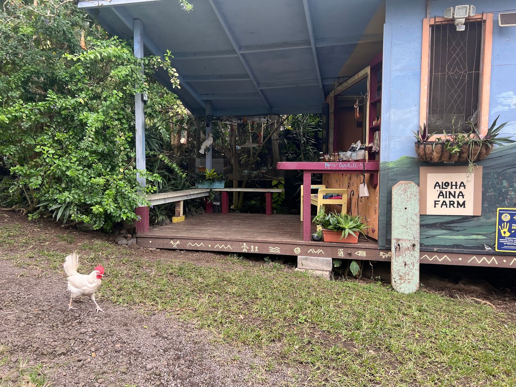 Photo 9 of JoesNuts Macadamia Farm in South Kona, Big Island