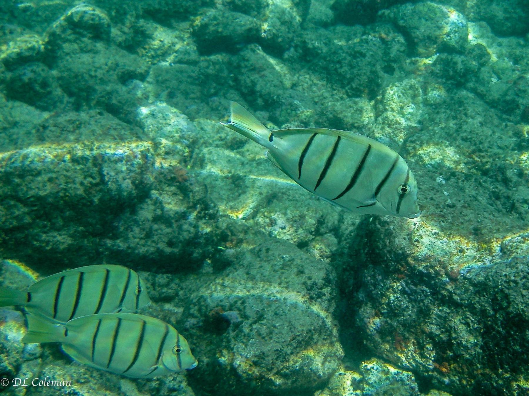 Convict tang swimming over a rocky reef in clear green-blue water, with two more tangs partially visible below