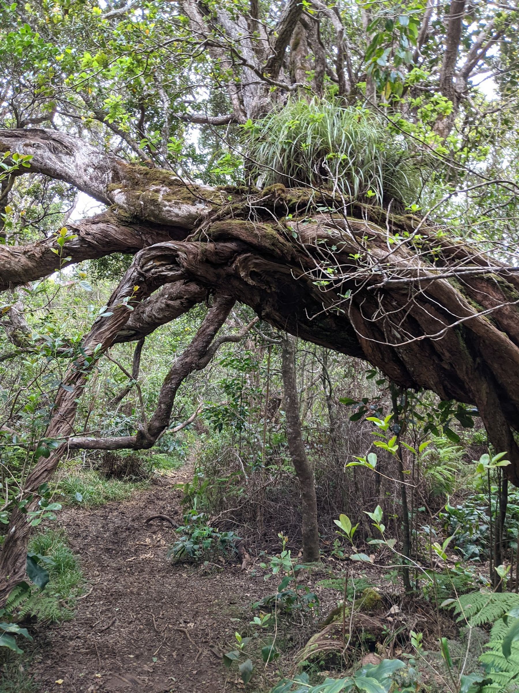 Photo 4 of Kaluapuhi Trail in Waimea Canyon & Kōkeʻe, Kauai