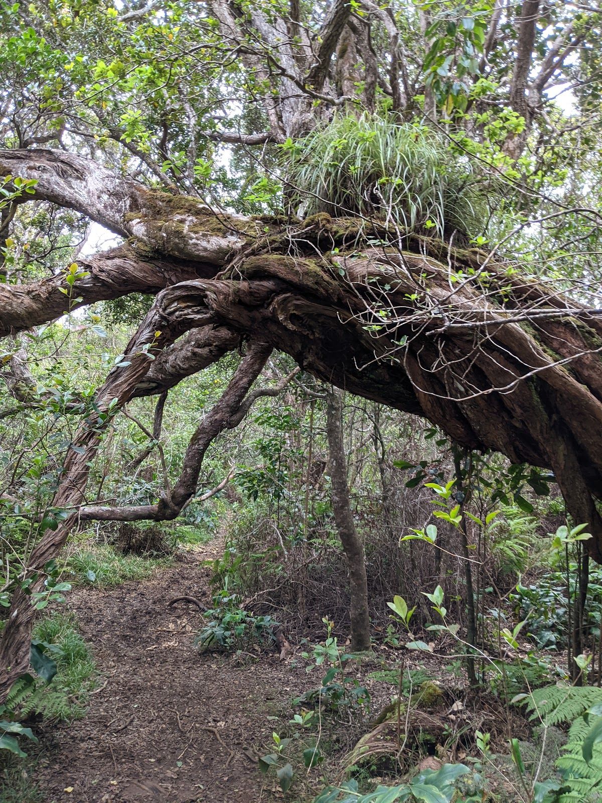 Photo 4 of Kaluapuhi Trail in Waimea Canyon & Kōkeʻe, Kauai