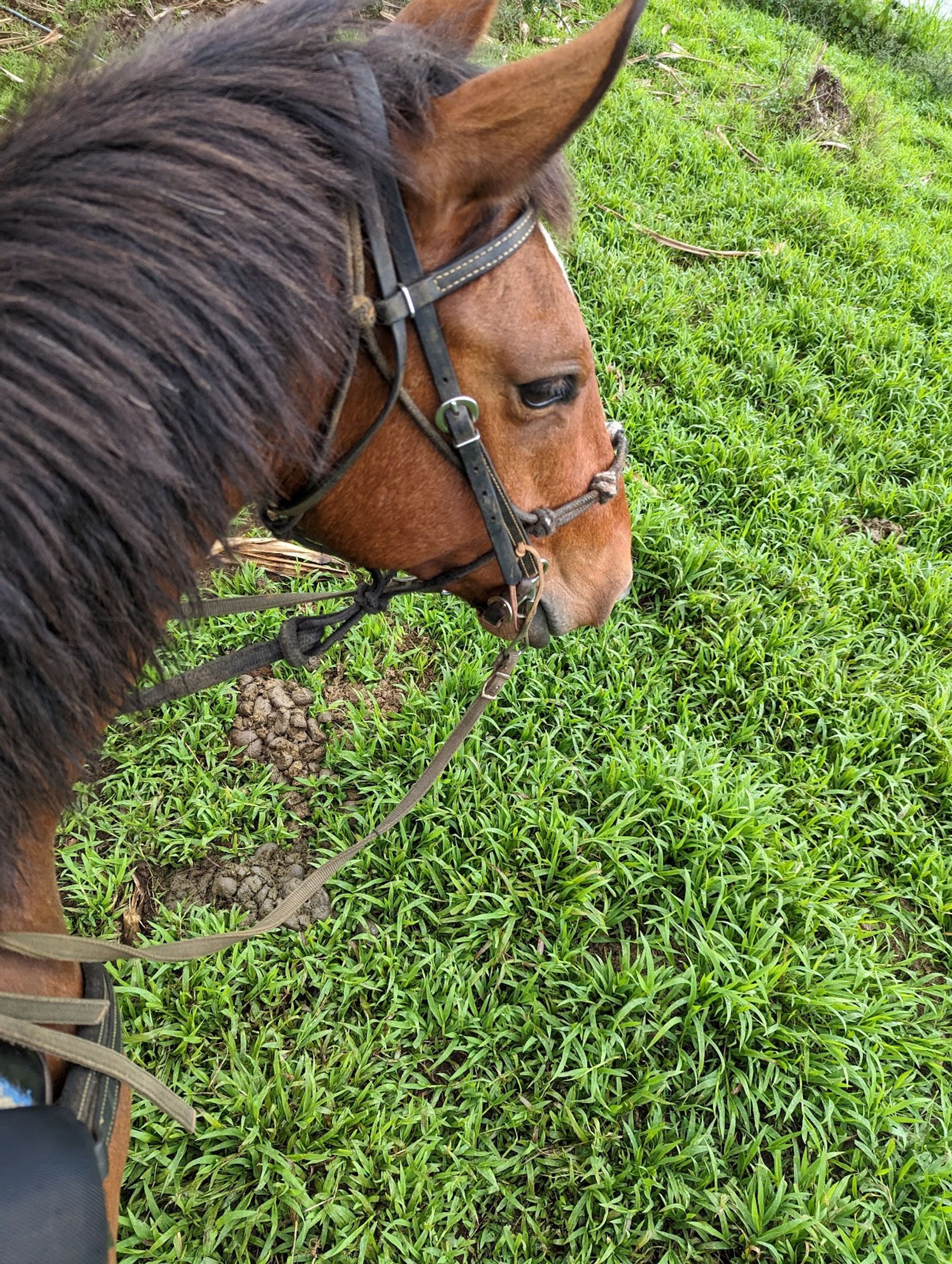 Photo 8 of Wailea Horseback Adventure - Waipio Ridge Stables LLC in Greater Hilo, Big Island