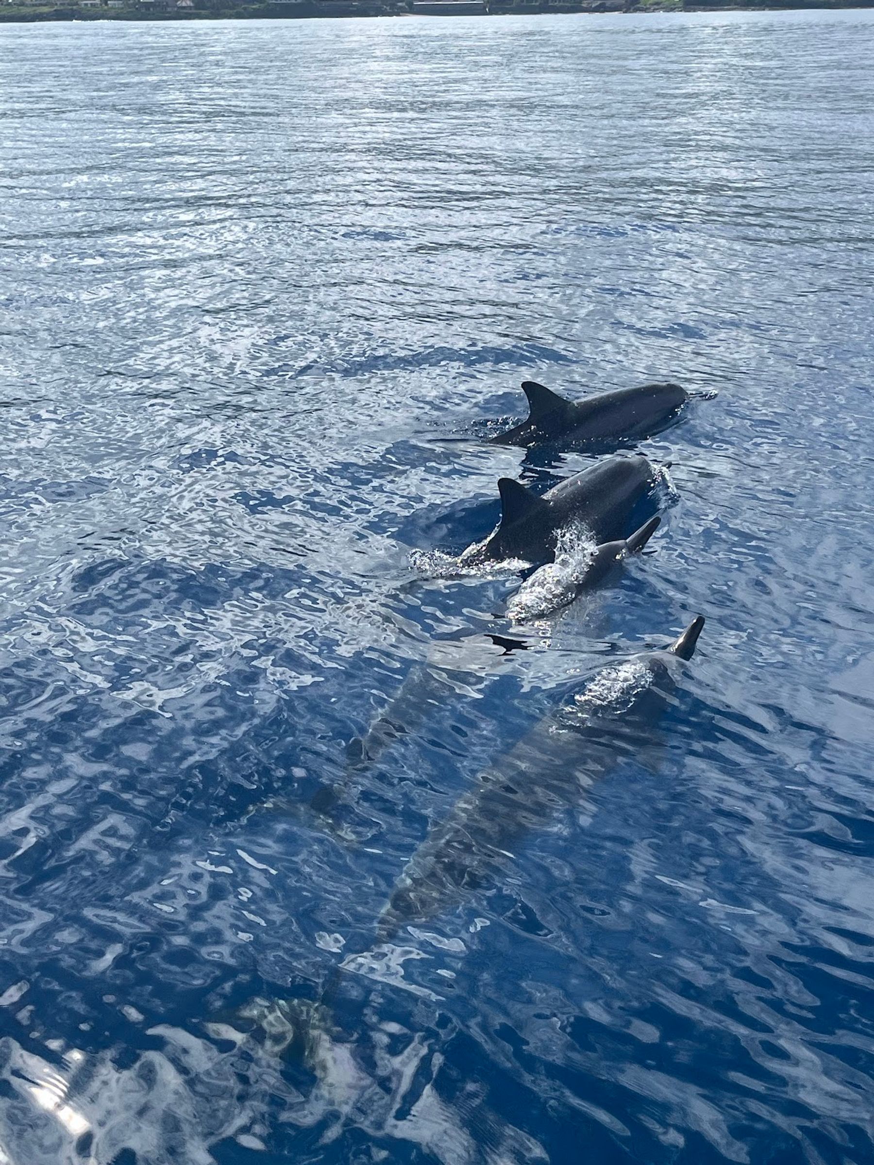 Photo 6 of The Magic Merman Snorkel Charters in Kāʻanapali, Maui