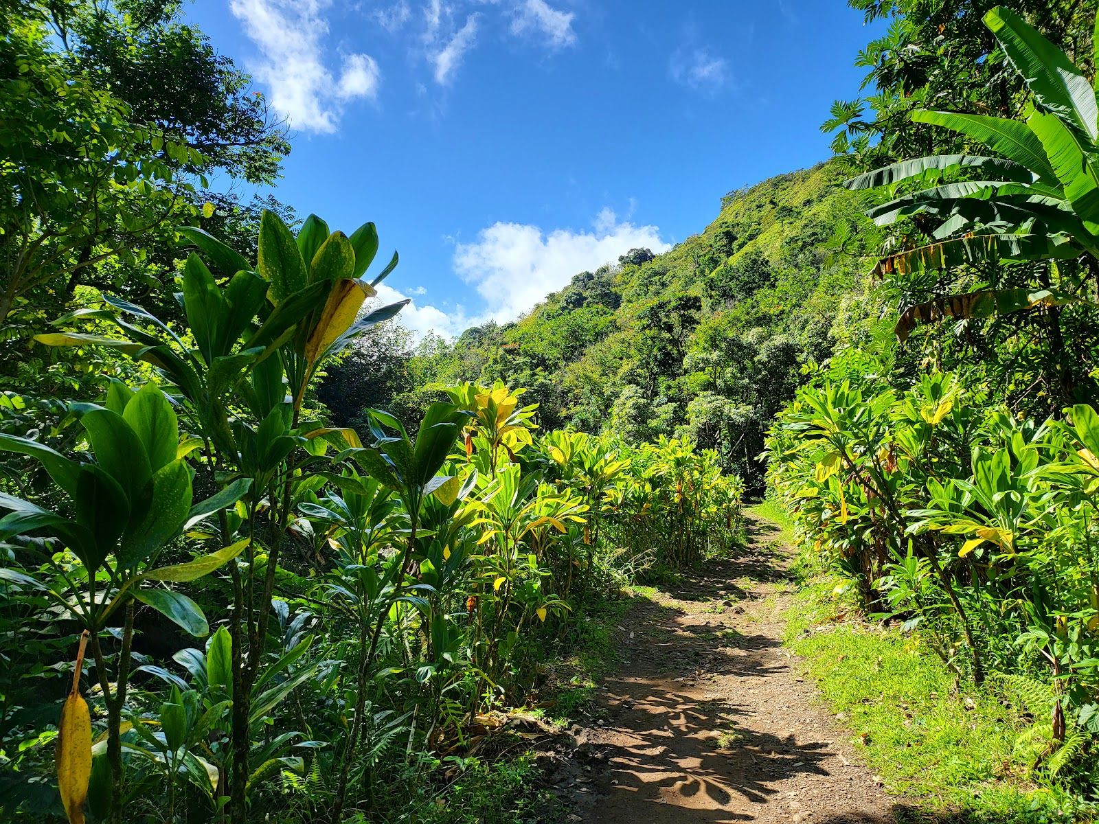 Photo 4 of Ke'anae Arboretum in Keʻanae-Nāhiku, Maui