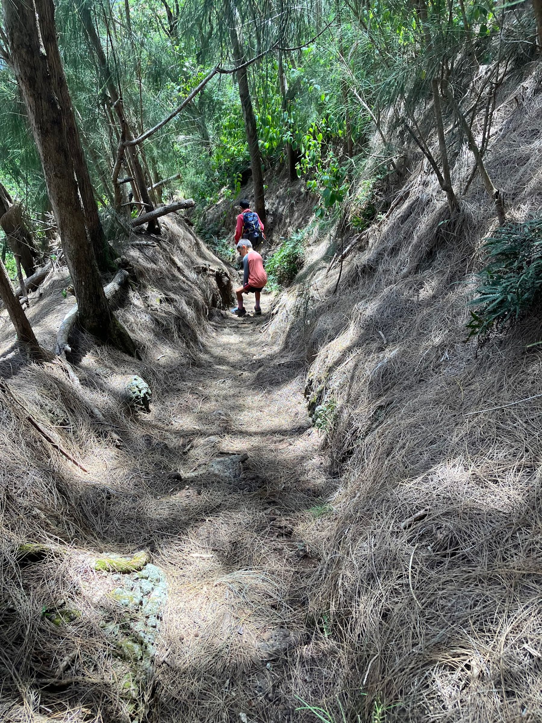 Photo 5 of Muliwai Trail in Waipiʻo, Big Island